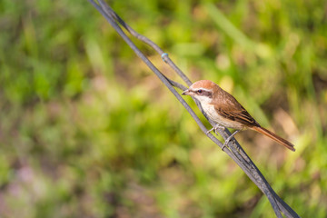 Brown shrike bird perched on a wire