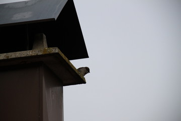 Sparrow little bird on a roof chimney 