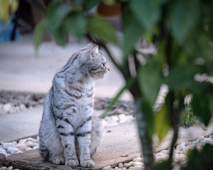 Lovely cute little cat with  beautiful yellow eyes on white stone garden outdoor