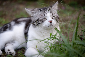 Lovely cute little cat with  beautiful face  sleep on green grass garden outdoor