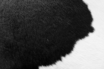 Cow fur animal skin textured black and white color natural art design for furniture material such as couch, cushion and armchair or interior decoration rug carpet in living room house