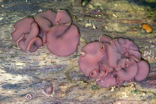 Ascocorine sarcoides o Ascocoryne cylichnium creciendo sobre madera. Hongos gelatinosos