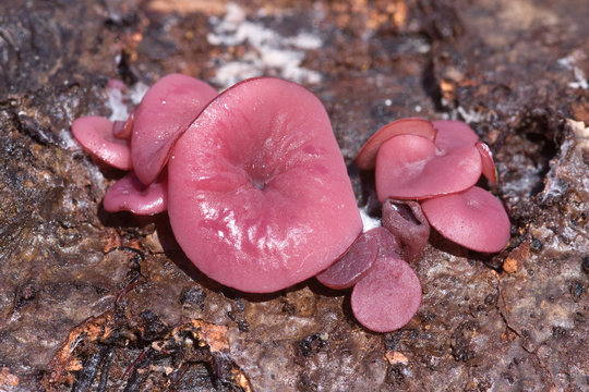 Ascocorine sarcoides o Ascocoryne cylichnium creciendo sobre madera. Hongos gelatinosos