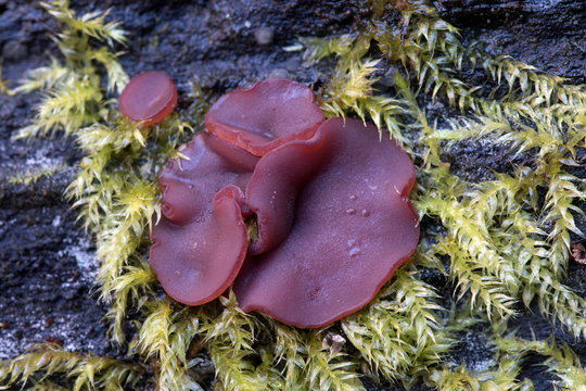 Ascocorine sarcoides o Ascocoryne cylichnium creciendo sobre madera. Hongos gelatinosos