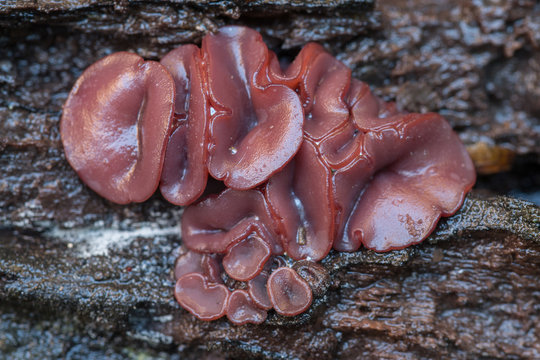 Ascocorine sarcoides o Ascocoryne cylichnium creciendo sobre madera. Hongos gelatinosos