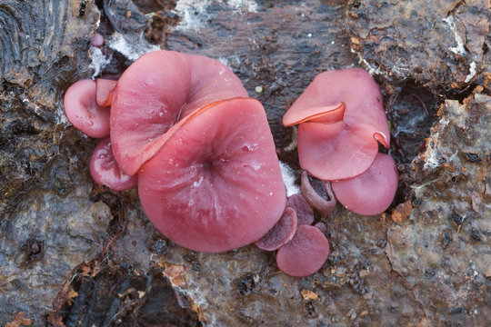 Ascocoryne sarcoides o cylichnium sobre madera h&uacute;meda en bosque navarro