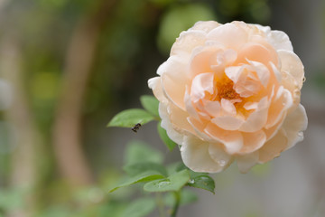Beautiful orange rose flower with water drop after rain in outdoor garden