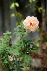 Beautiful orange rose flower with water drop after rain in outdoor garden