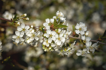 Blooming cherry branch in the garden