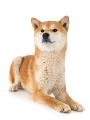 shiba inu in studio