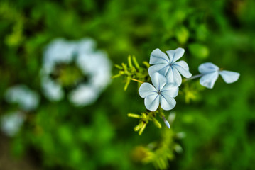 violet flowers in the park