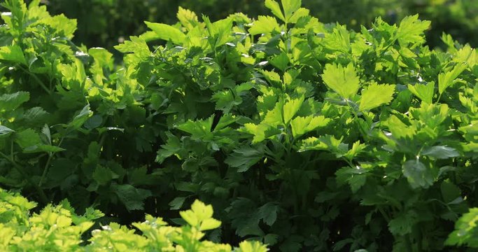 Green celery in growth at vegetable garden