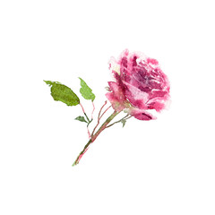 Drawing single rose. Single flower for greeting card decor. Wedding floral design. Pink rose. Floral element for wedding invitation design. Watercolor pink flower. © oaurea
