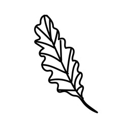 Fototapeta premium The vector leaf of the Calathea hand drawn. Tropical and botanical illustration black line art on a white isolated background. Design for web,social networks,textiles,stickers, cards, packaging.