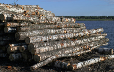 birch logs for loading on a ship near the water