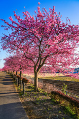 Naklejka premium 満開の桜並木