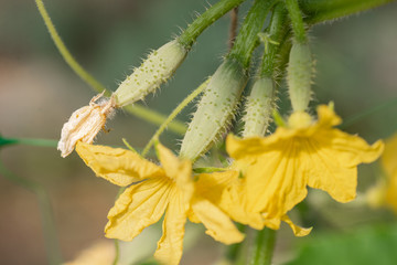 Young green cucumbers, fruit ovaries with a flower in the garden. Gherkins with a leaf in the greenhouse