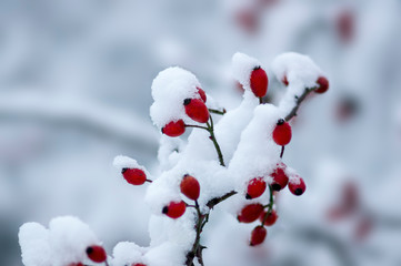 Snowy branches in seasonal winter wonderland