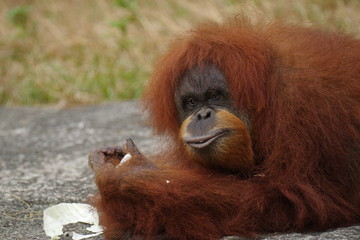かわいい、ランウータン