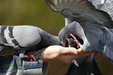 ハトの餌やり