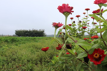 kwiaty na wsi pole ogród rolnictwo