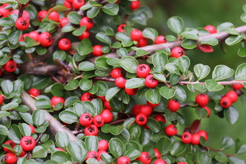 krzew owoce jagody zbiory © Piotr