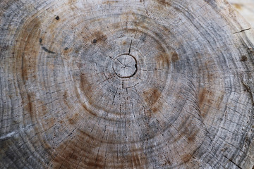 natural rings on a cut of wood, natural background, texture and texture of wood, use as a background