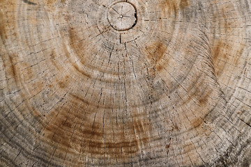 Fototapeta premium natural rings on a cut of wood, natural background, texture and texture of wood, use as a background