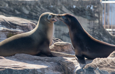 Naklejka premium 動物園のカリフォルニアアシカ