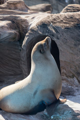 動物園のカリフォルニアアシカ