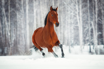 Horse
