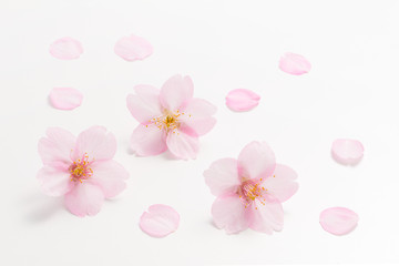 Fototapeta na wymiar Cherry Blossoms White background