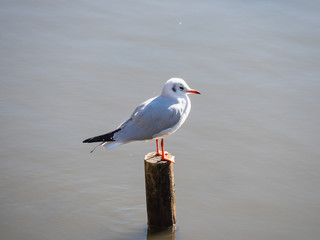 海から出た木の上で休むユリカモメ。