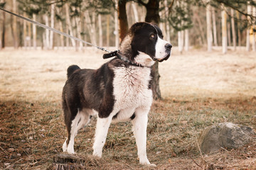 dog alabai central asian shepherd dog is on a leash