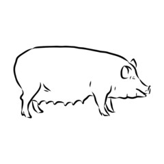 pig on white background