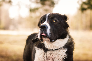 dog alabai central asian shepherd closeup portrait
