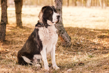 big dog alabai central asian shepherd dog sitting in the park