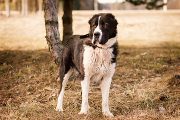 dog alabai central asian shepherd plays in the park