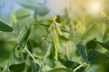 Young green pods of varietal soybeans on a plant stem in a soybean field during the active growth of crops. Selective focus.