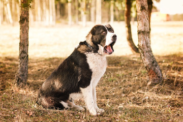 dog alabai central asian shepherd dog sitting in the park