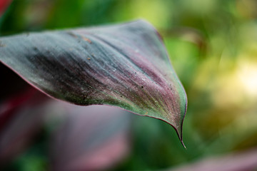 leaf with water drops