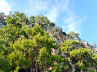 green tree in the mountains