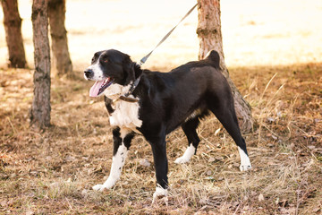 dog alabai central asian shepherd dog is on a leash