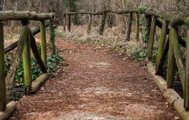 wooden bridge in the forest