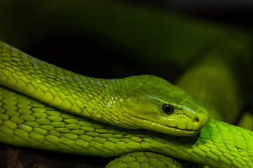 Obraz premium Grüne Mamba