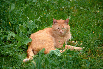Naklejka na ściany i meble A red cat lies on the green grass. Cat on the street on a summer day.