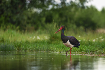 Black Stork - Ciconia nigra, beautiful iconic water bird from European fresh waters, Hortobagy, Hungary.