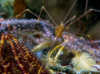 Obraz na płótnie Canvas Spider Squat Lobster (Chirostylus dolichopus)