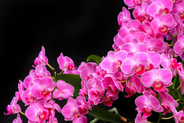Pink orchid close up view on black background. - Image