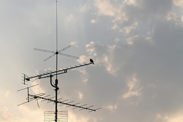 Amsel auf Antenne